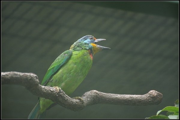 2013.10.12 楊梅《森林鳥花園》