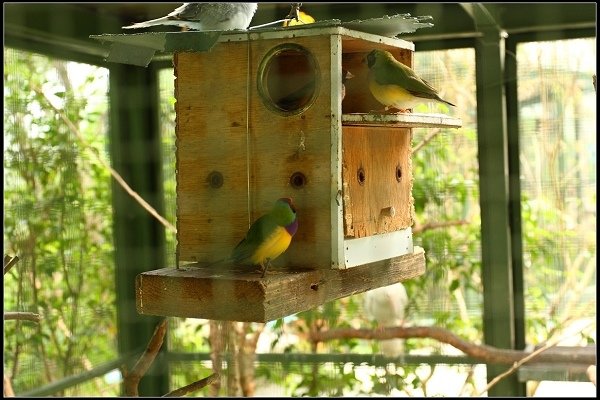 2013.10.12 楊梅《森林鳥花園》