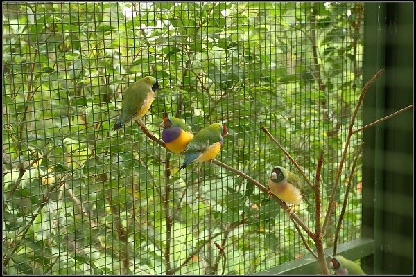 2013.10.12 楊梅《森林鳥花園》