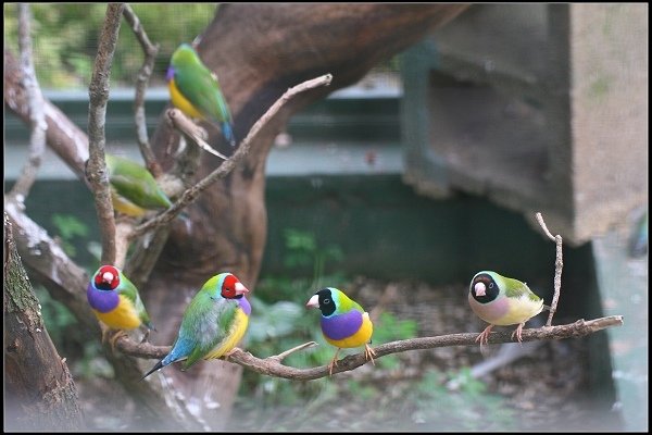 2013.10.12 楊梅《森林鳥花園》