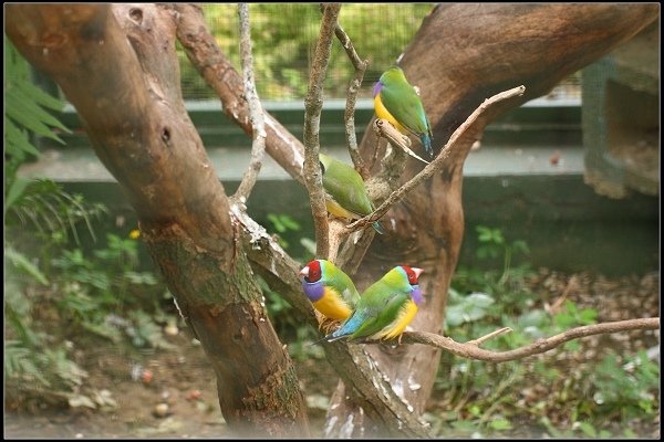 2013.10.12 楊梅《森林鳥花園》