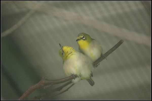 2013.10.12 楊梅《森林鳥花園》