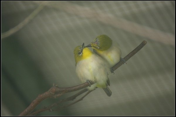 2013.10.12 楊梅《森林鳥花園》