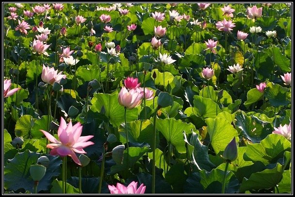 2012.06.23 雙溪拍荷