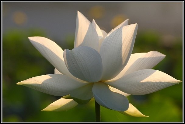 2012.06.23 雙溪拍荷