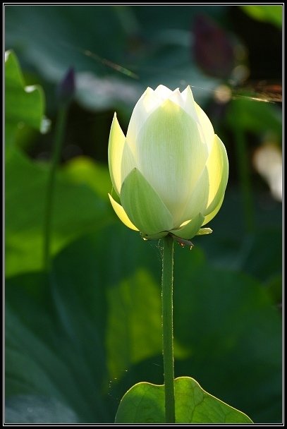 2012.06.23 雙溪拍荷