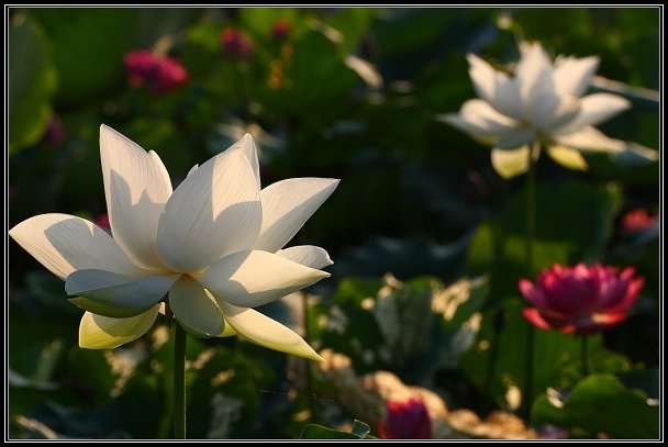 2012.06.23 雙溪拍荷