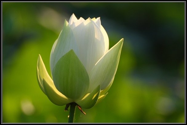 2012.06.23 雙溪拍荷