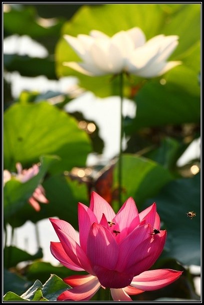 2012.06.23 雙溪拍荷
