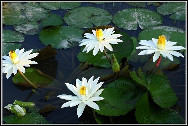 2012.06.23 雙溪拍荷