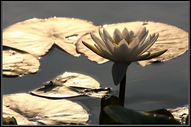2012.06.23 雙溪拍荷