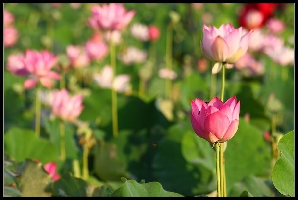 2012.06.23 雙溪拍荷