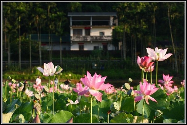 2012.06.23 雙溪拍荷