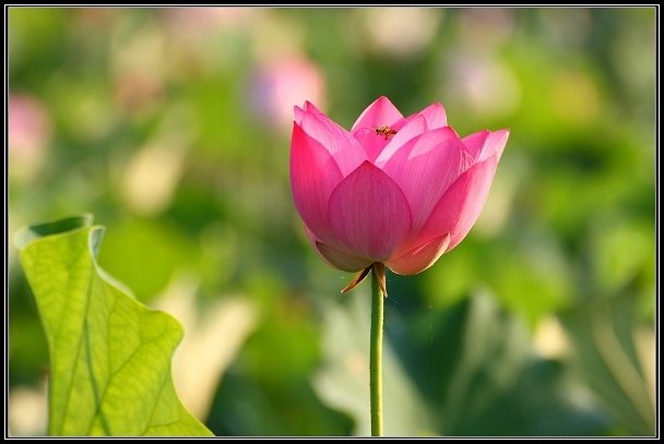 2012.06.23 雙溪拍荷