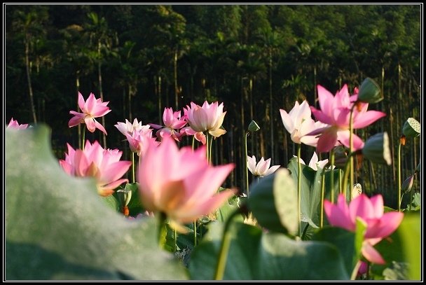 2012.06.23 雙溪拍荷