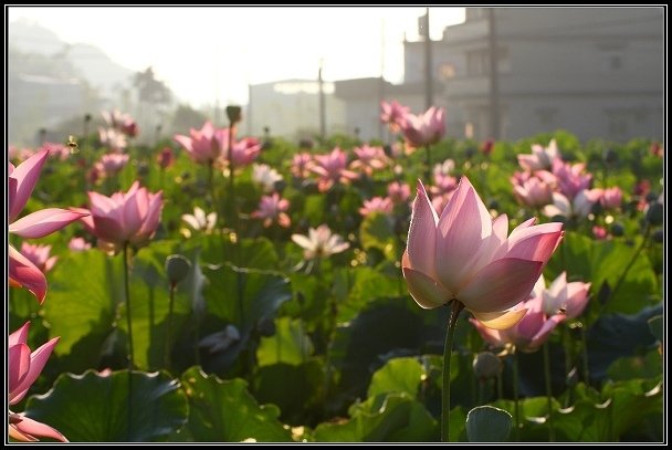 2012.06.23 雙溪拍荷