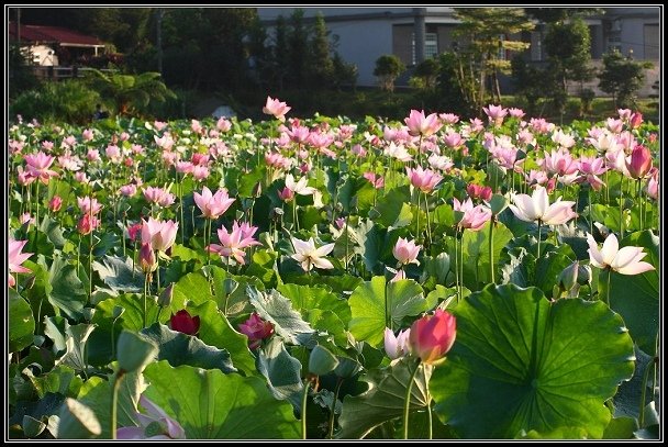 2012.06.23 雙溪拍荷