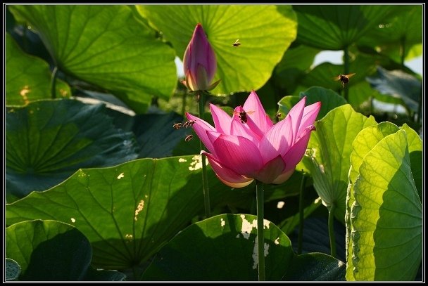 2012.06.23 雙溪拍荷