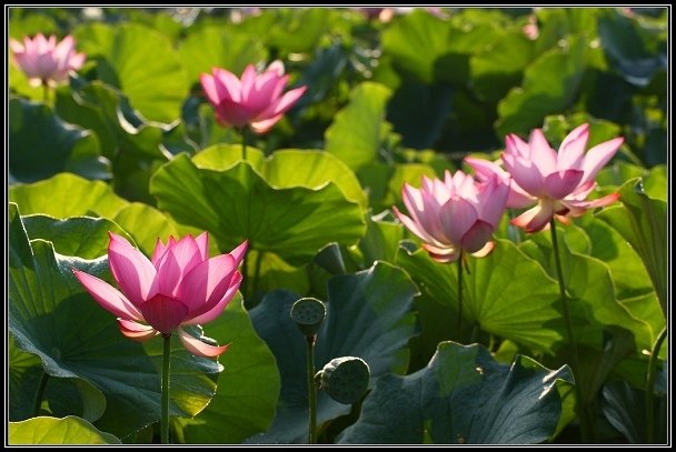 2012.06.23 雙溪拍荷