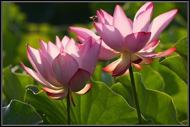 2012.06.23 雙溪拍荷