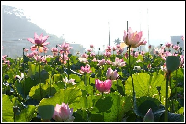 2012.06.23 雙溪拍荷