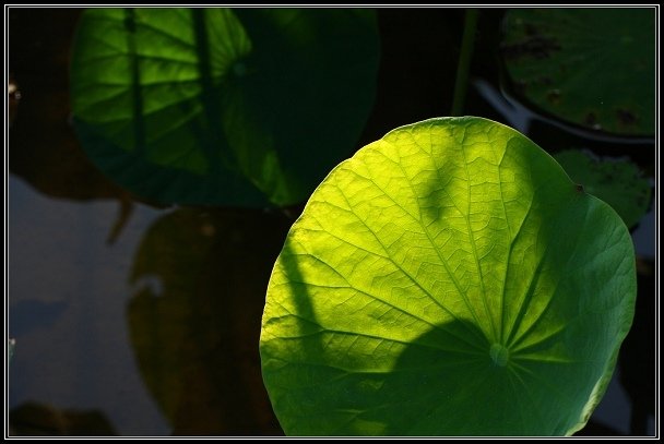 2012.06.23 雙溪拍荷