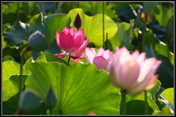 2012.06.23 雙溪拍荷