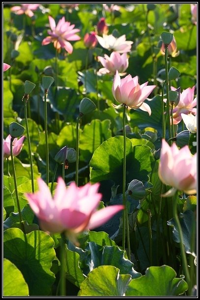2012.06.23 雙溪拍荷