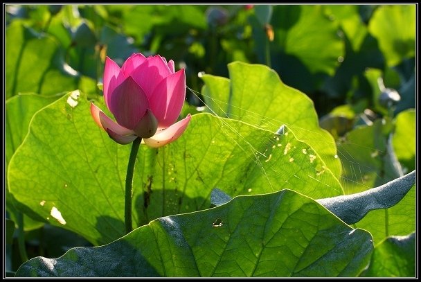 2012.06.23 雙溪拍荷