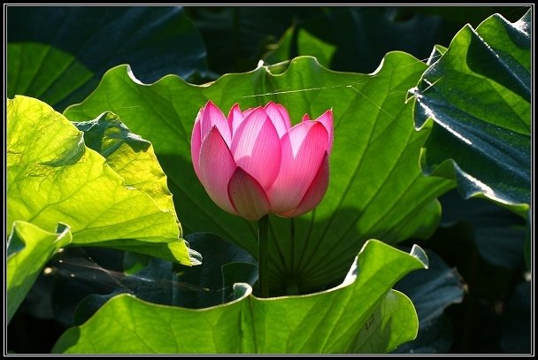 2012.06.23 雙溪拍荷