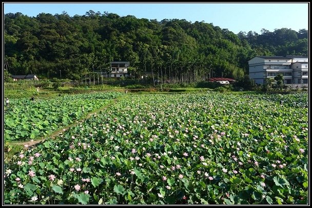 2012.06.23 雙溪拍荷