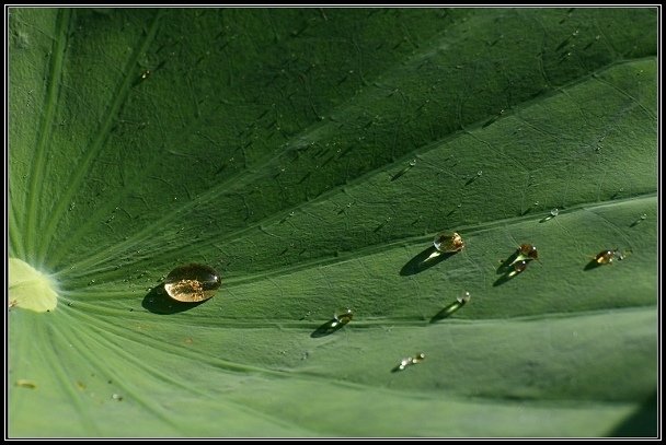 2012.06.23 雙溪拍荷