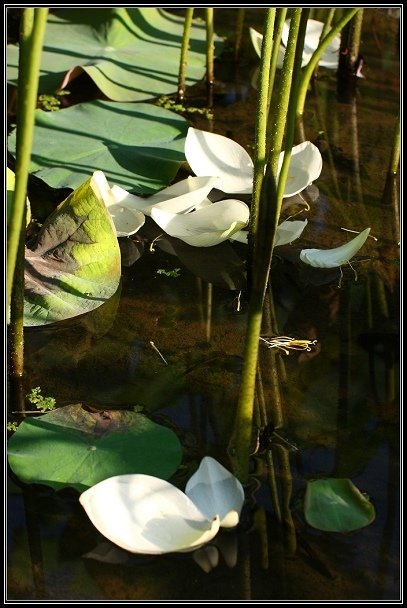 2012.06.23 雙溪拍荷
