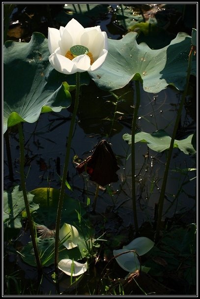 2012.06.23 雙溪拍荷