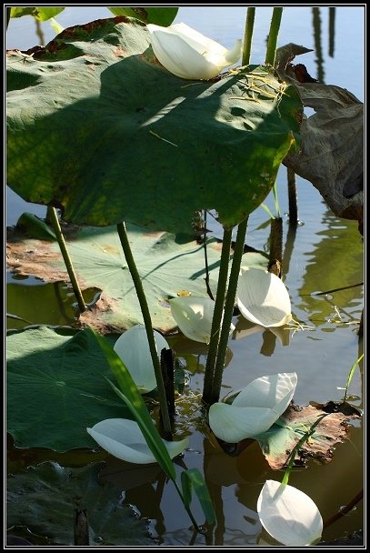 2012.06.23 雙溪拍荷