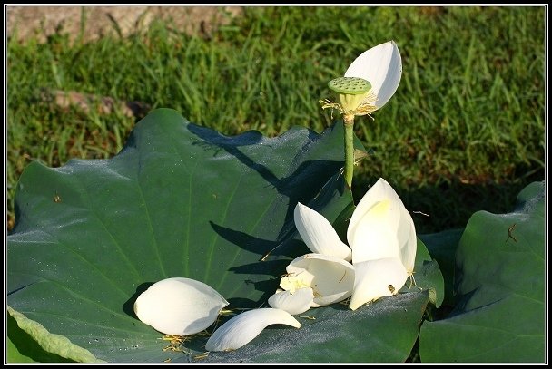 2012.06.23 雙溪拍荷
