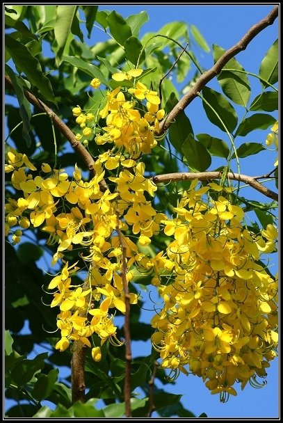 2012.06.23 雙溪拍荷