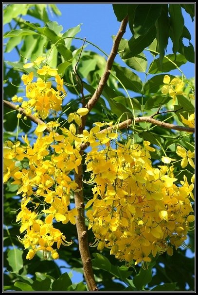 2012.06.23 雙溪拍荷