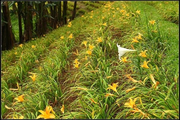 2013.05.18 三芝牧蜂農場‧黃金花海之美