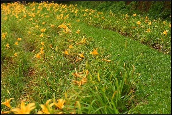 2013.05.18 三芝牧蜂農場‧黃金花海之美