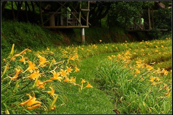 2013.05.18 三芝牧蜂農場‧黃金花海之美