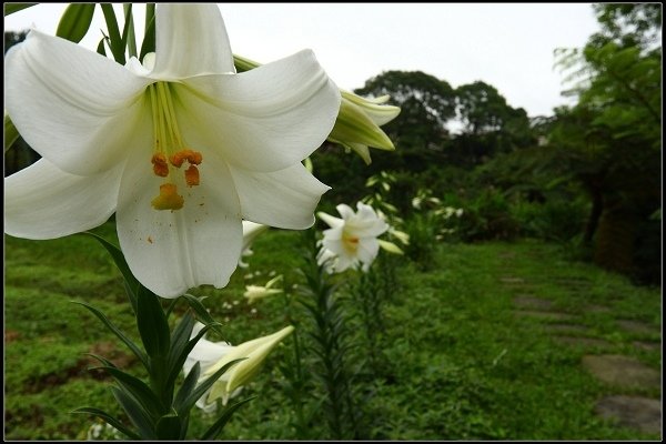 2013.05.18 三芝牧蜂農場‧黃金花海之美