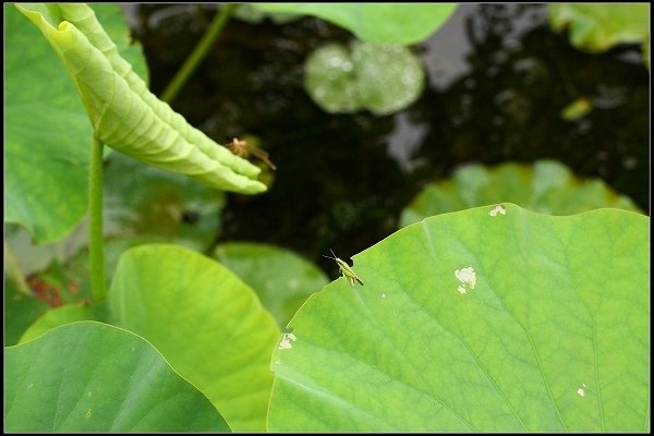 2013.05.18 三芝牧蜂農場‧黃金花海之美