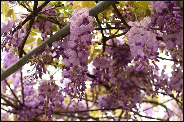 2013.03.30 淡水【紫藤花咖啡園】&amp;【得忌利士洋行】