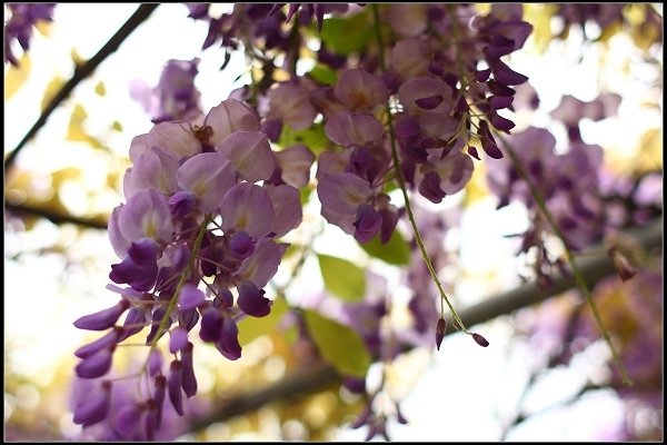 2013.03.30 淡水【紫藤花咖啡園】&amp;【得忌利士洋行】
