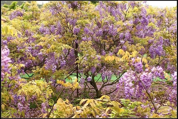 2013.03.30 淡水【紫藤花咖啡園】&amp;【得忌利士洋行】