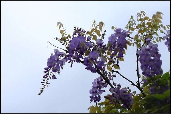 2013.03.30 淡水【紫藤花咖啡園】&amp;【得忌利士洋行】