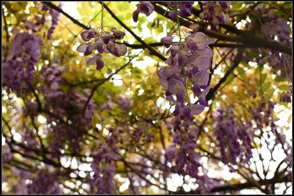 2013.03.30 淡水【紫藤花咖啡園】&amp;【得忌利士洋行】