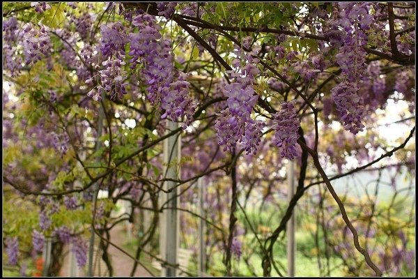 2013.03.30 淡水【紫藤花咖啡園】&amp;【得忌利士洋行】