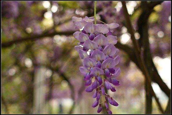 2013.03.30 淡水【紫藤花咖啡園】&amp;【得忌利士洋行】